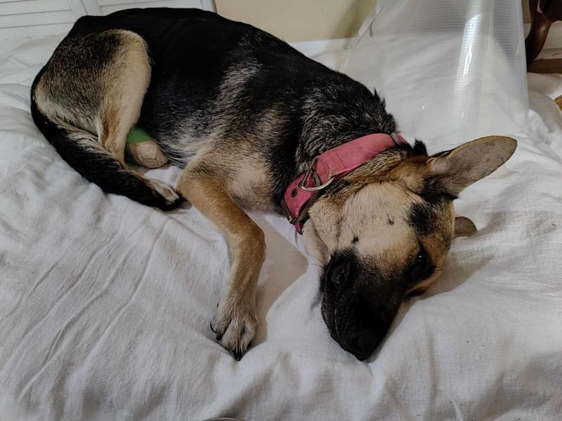 German Shepherd