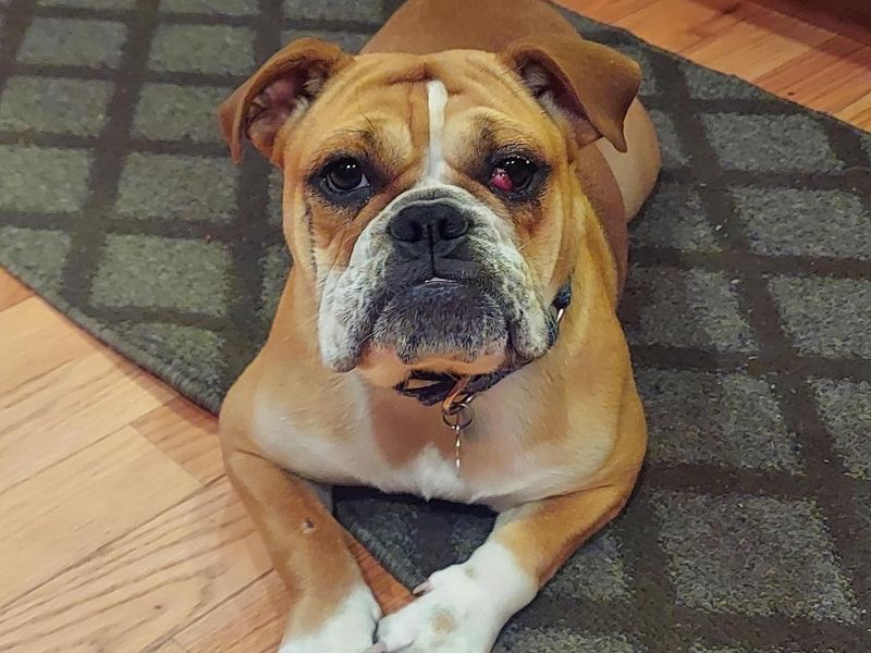 Bulldog