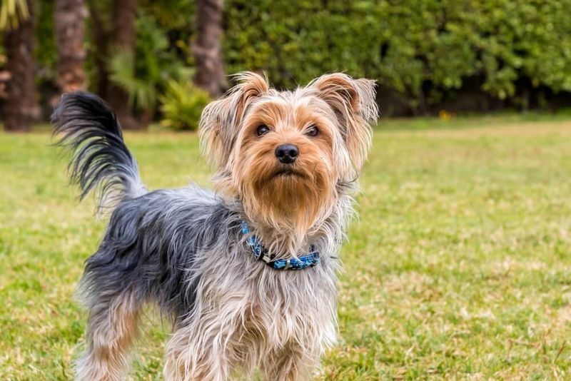 Yorkshire Terrier
