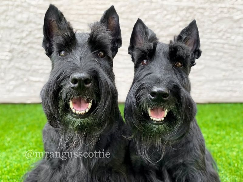 Scottish Terrier