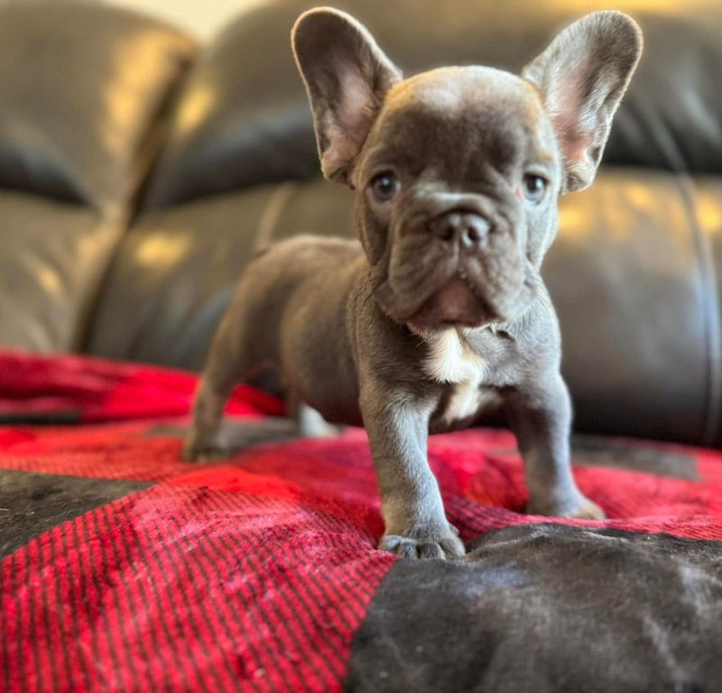 French Bulldog