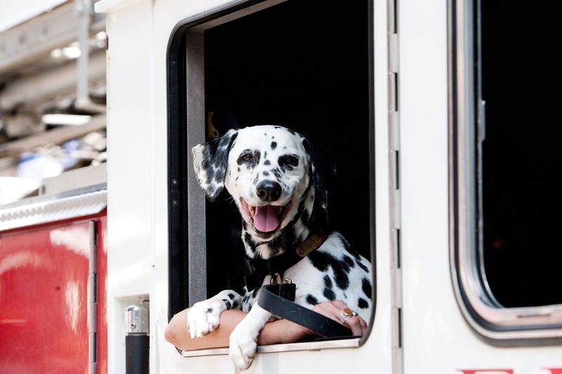 Dalmatian