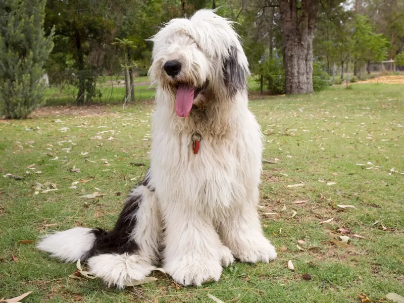 Old English Sheepdog