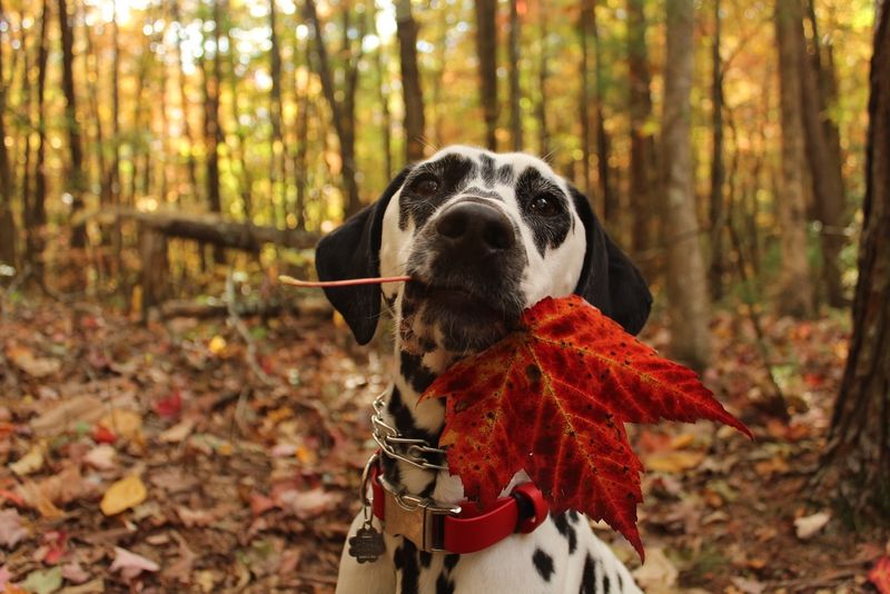 Dalmatians