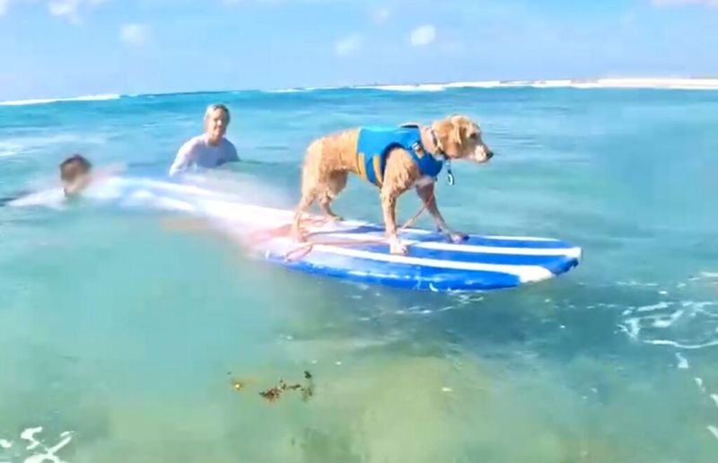 Canine Surfing Lessons