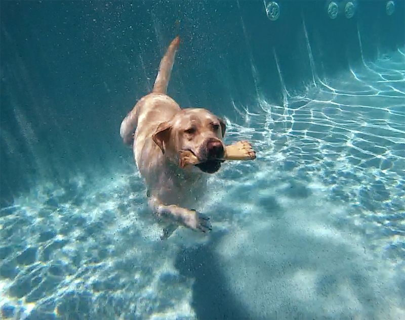 Labrador Retriever