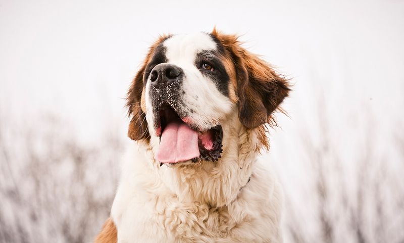 Saint Bernard