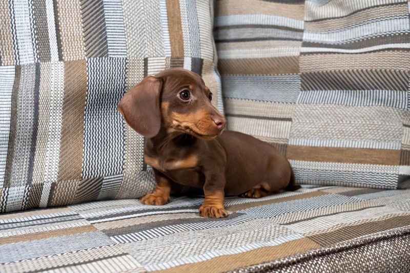 Dachshund