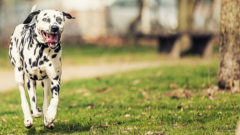 Dalmatian