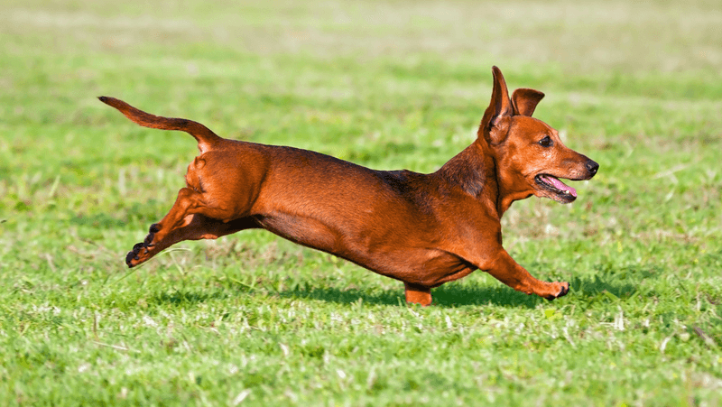 Dachshund