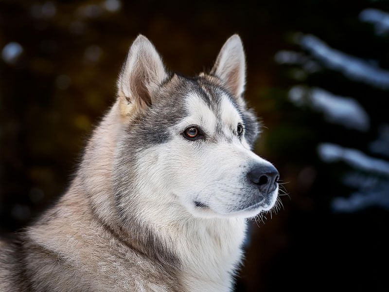 Alaskan Malamute