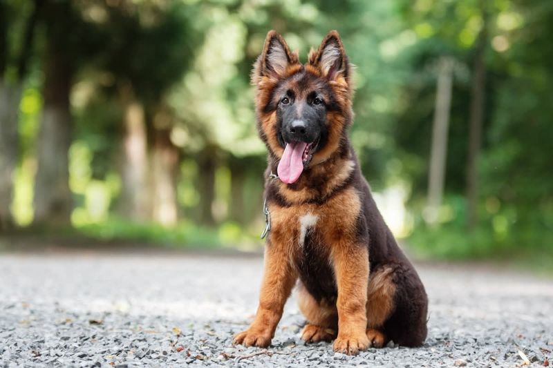 German Shepherd