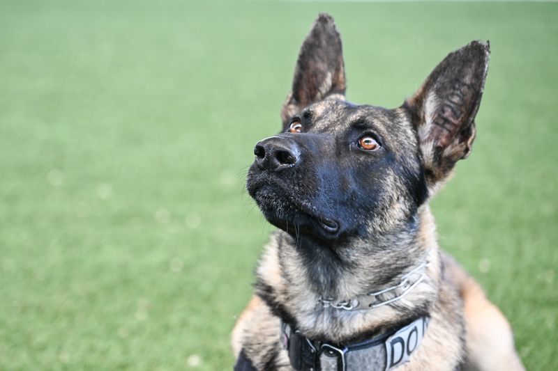 Belgian Malinois