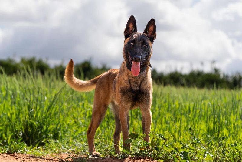 Belgian Malinois
