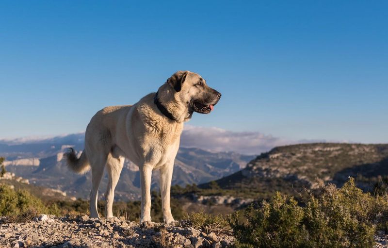 Kangal Shepherd