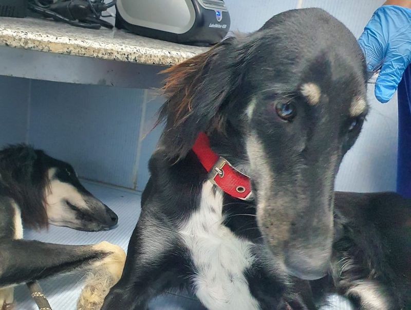 Saluki