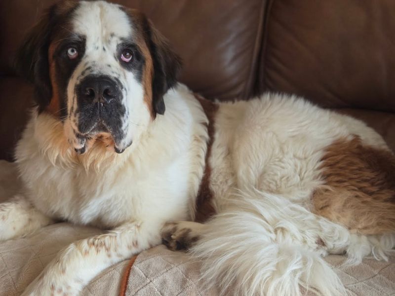 Saint Bernard