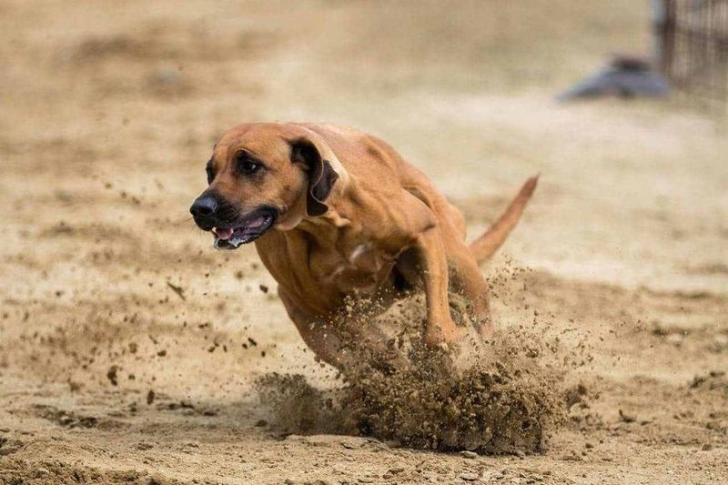 Rhodesian Ridgeback