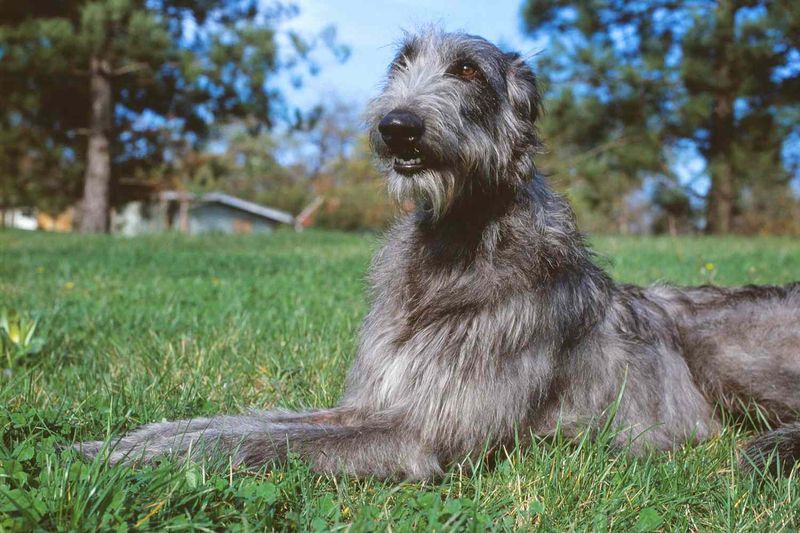 Scottish Deerhound