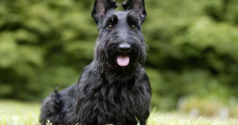 Scottish Terrier
