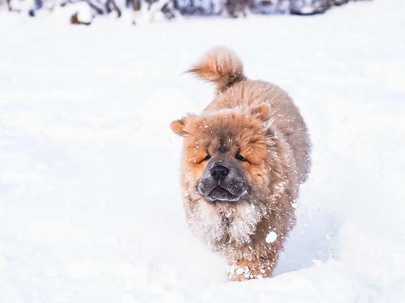 Chow Chow