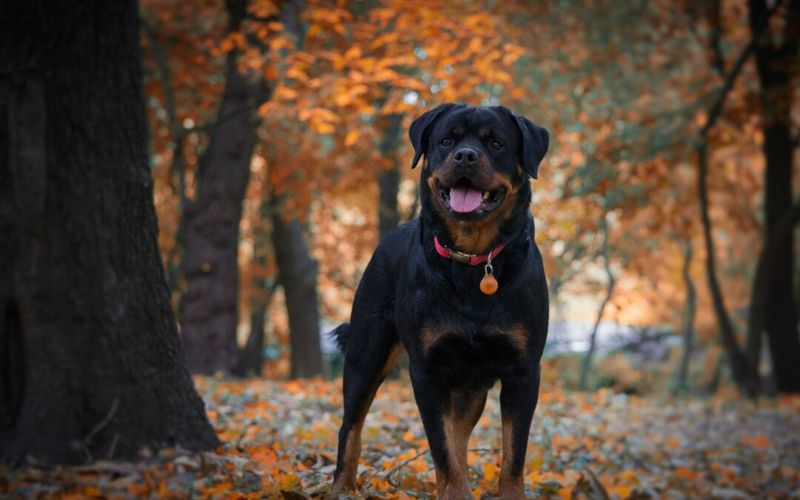 Rottweiler