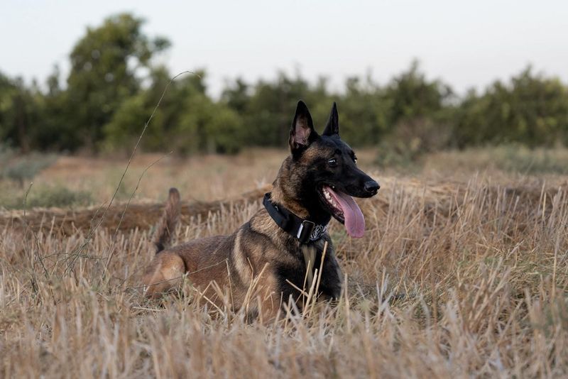 Belgian Malinois