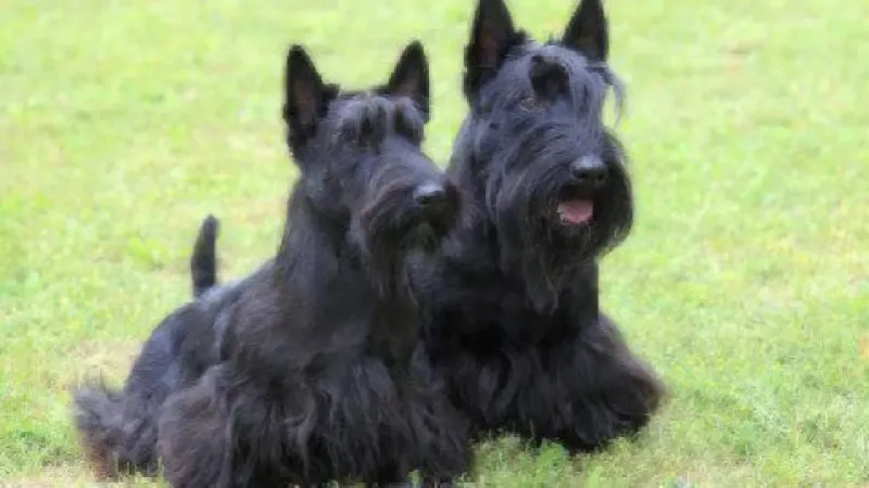 Scottish Terrier