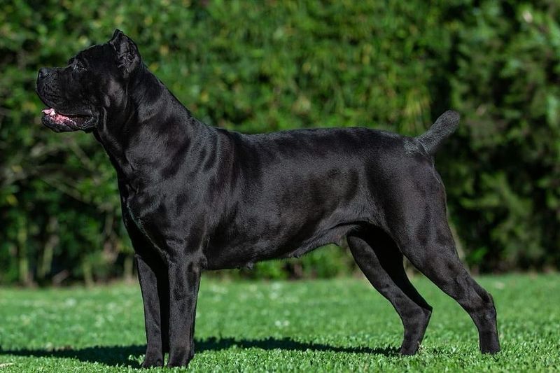 Cane Corso