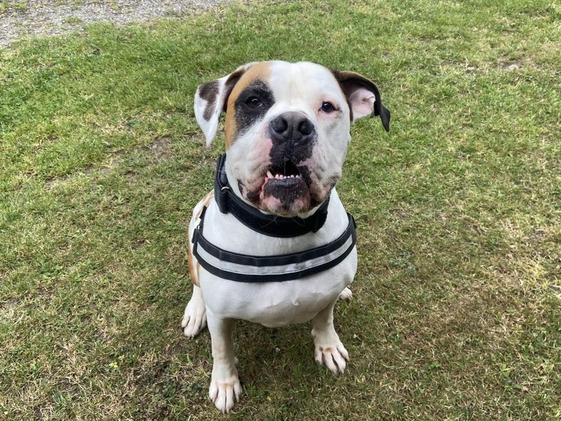 American Bulldog