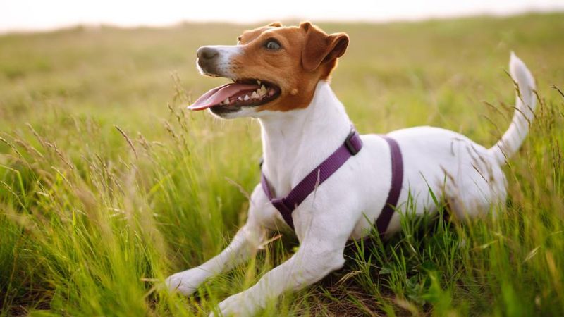 Jack Russell Terrier