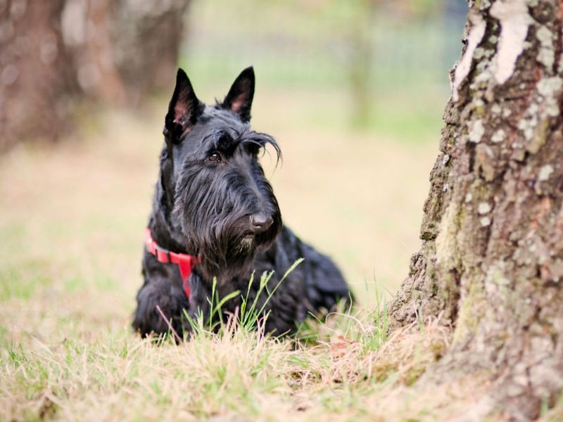 Scottish Terrier