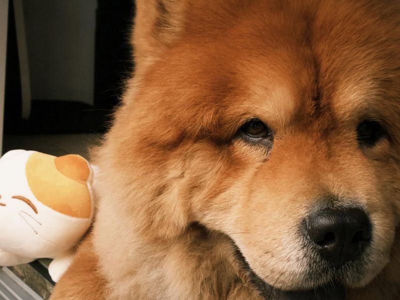 Chow Chow