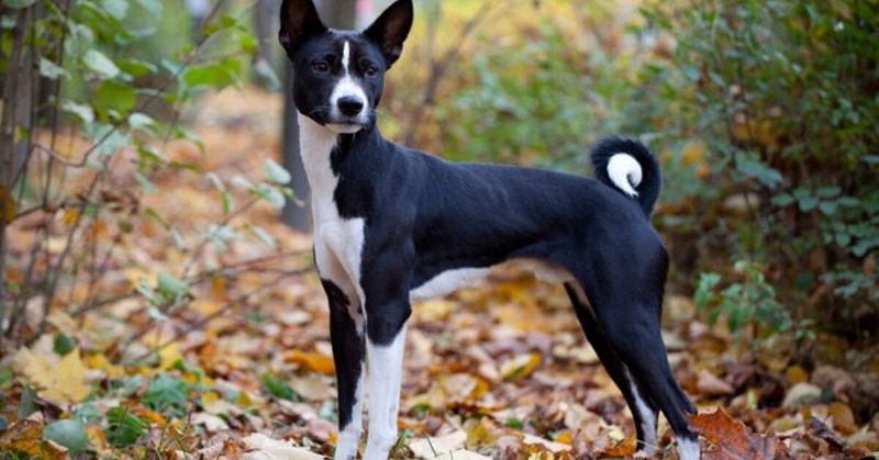 Basenji