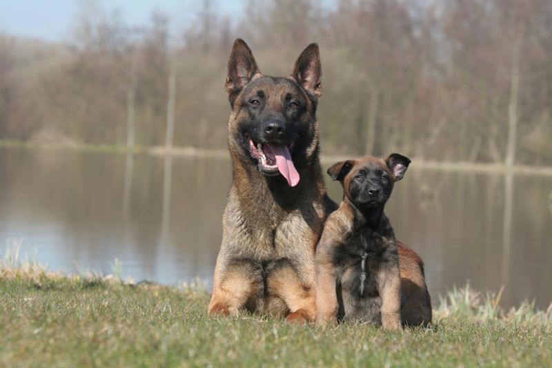 Belgian Malinois