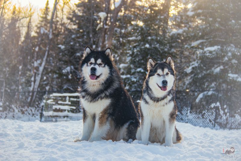 Alaskan Malamute