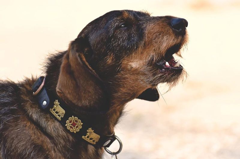 Dachshund