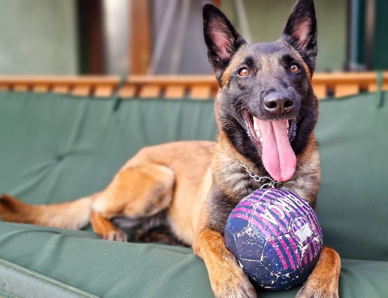 Belgian Malinois