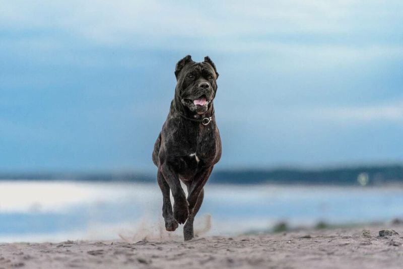 Cane Corso