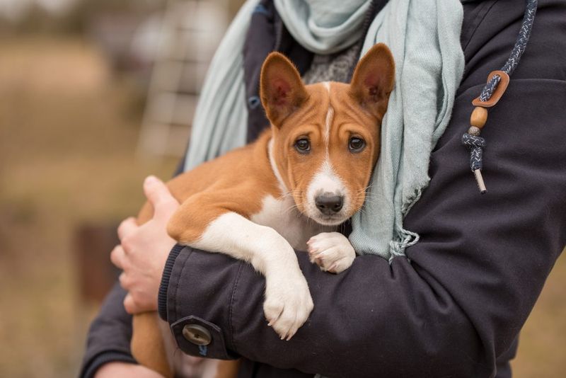 Basenji