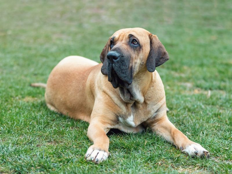 Fila Brasileiro