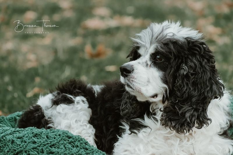 Cocker Spaniel
