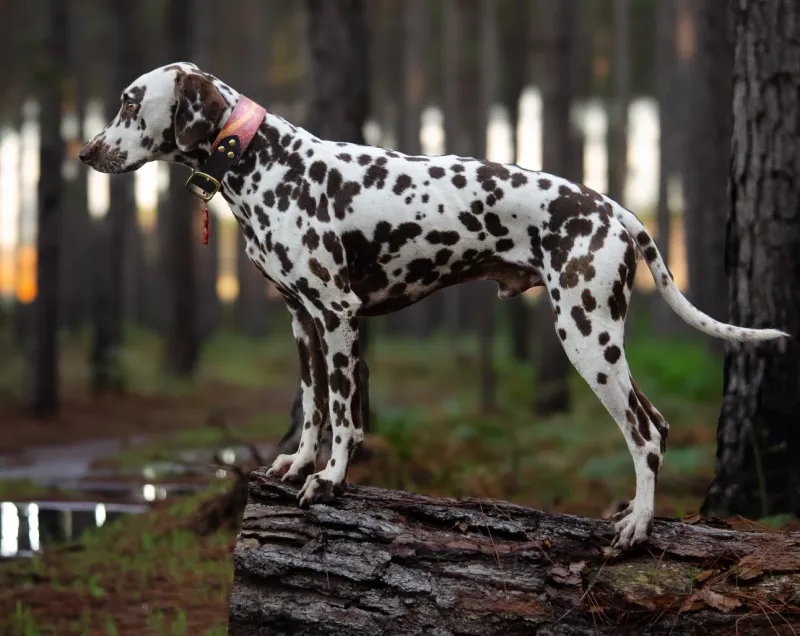 Dalmatian