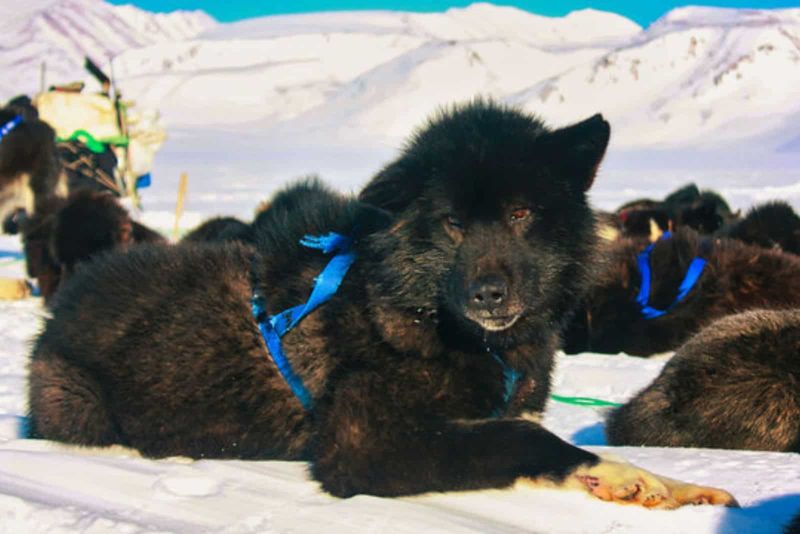 Sakhalin Husky