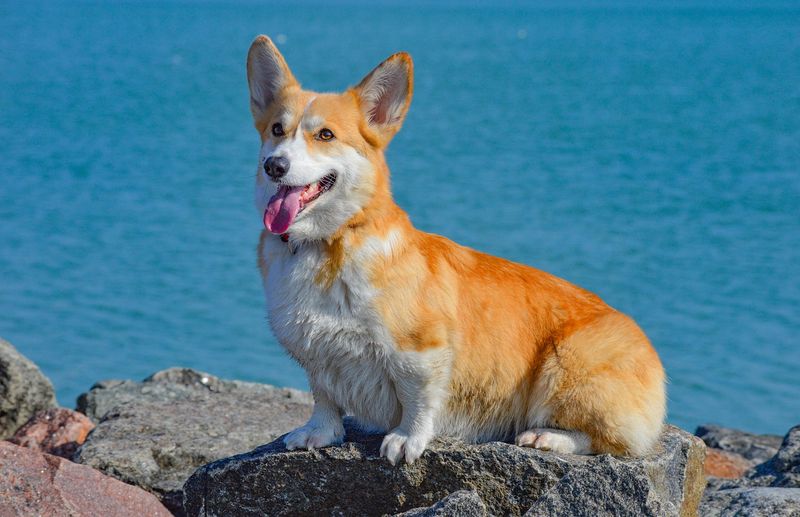 Pembroke Welsh Corgi