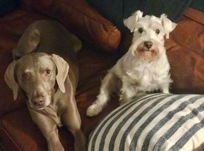 Weimaraner