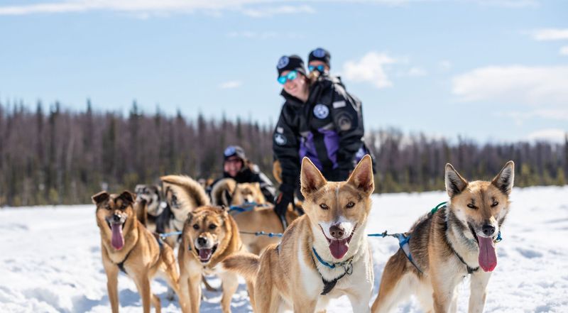 Alaskan Husky