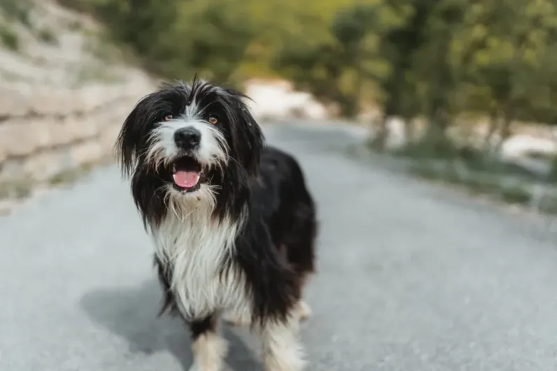 Tibetan Terrier