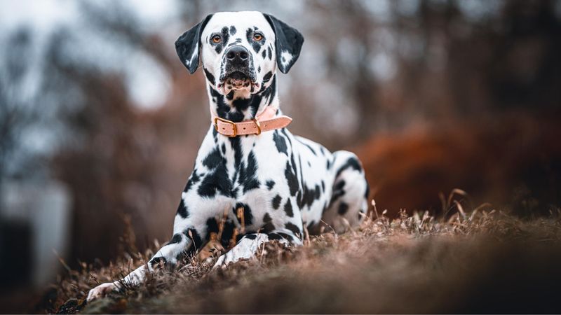 Dalmatian