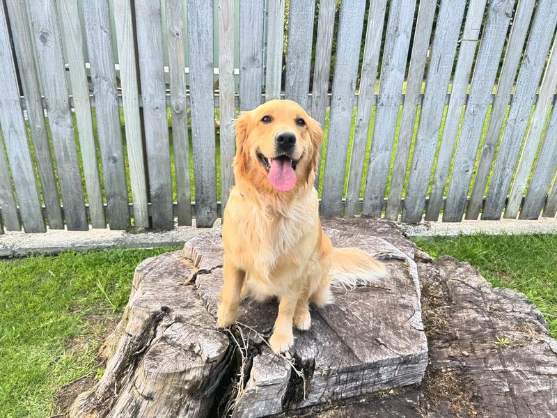 Golden Retriever